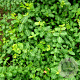 Euonymus fort. 'Minimus' GM 2,0L