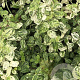 Euonymus fort. 'Silverstone' GM 2,0L