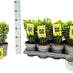 Euonymus jap. 'Microphyl. Aureovar' GM C5