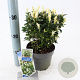 Euonymus jap. Paloma Blanca 20-25 cm 2,0L