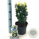 Euonymus jap. Paloma Blanca 20-25 cm 2,0L