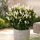Euonymus jap. Paloma Blanca 25-30 cm 5,0L