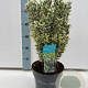Euonymus jap. 'White Spire' GM C5
