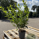 Forsythia int. Minigold 30-40 cm 2,0L