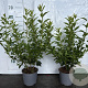 Forsythia int. Minigold 30-40 cm 2,0L