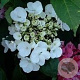Hydrangea m. 'Libelle' GM C3