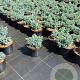 Juniperus squamata 'Blue Star' 15-20 cm 2,0L
