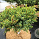 Picea gl. 'Echiniformis' GM 2,0L