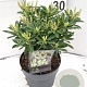 Pieris jap. 'Debutante' 30-40 cm 5,0L