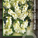 Pieris jap. 'Debutante' 30-40 cm 5,0L