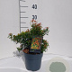 Pieris jap. 'Little Heath Green' 40-50 cm 10L