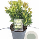 Pieris jap. 'Prelude' 30-40 cm 5,0L
