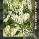Pieris jap. 'Prelude' 30-40 cm 5,0L