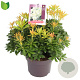 Pieris jap. 'Sarabande' 30-40 cm 5,0L