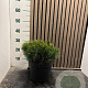 Pinus mugo mugo 30-35 cm 5,0L