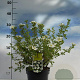 Potentilla f. 'Abbotswood' 20-30 cm 2,0L