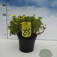 Potentilla f. 'Kobold' 20-30 cm 2,0L
