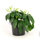 Prunus l. 'Mount Vernon' 20-30 cm 3,0L