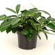 Prunus l. 'Mount Vernon' 20-30 cm 3,0L
