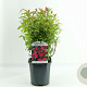 Spiraea jap. 'Anthony Waterer' 20-30 cm 2,0L