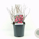 Spiraea jap. 'Anthony Waterer' 20-30 cm 2,0L