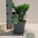 Taxus b. 'Repandens' 20-25 cm 2,0L