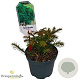 Taxus b. 'Repandens' 20-25 cm 2,0L