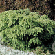 Tsuga can. 'Jeddeloh' 30-35 cm 5,0L