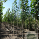 Acer platanoides 10-12 HO container