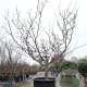 Acer japonicum 'Aconitifolium' 300-350 cm container meerstammig struik