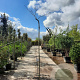 Albizia julibr. 'Summer Chocolate' 200 cm stam 30L 8-10