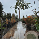 Albizia julibrissin 200 cm stam container 6-8