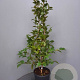 Camellia j. 'Mrs Charles Cobb' 100-125 cm 15L