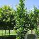 Liriodendron tulipifera 'Fastigiatum' 16-18 cm draadkluit