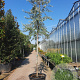 Elaeagnus angustifolia 200 cm stam container 20-25 leiboom