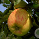 Malus domestica 'grondinger Pippeling' 14-16 HO draadkluit