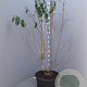 Heptacodium miconioides 125-150 cm container 