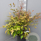 Nandina domestica 60-70 cm 10L