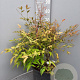 Nandina domestica 60-70 cm 10L