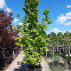 Parrotia persica 300-350 cm container meerstammig