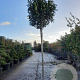 Photinia fraseri 'Red Robin' 200 cm stam container 18-20 leiboom