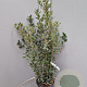 Quercus ilex 100-125 cm 10L