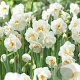 Narcissus 'Bridal Crown' 10-12 mm verpakt per 100