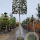 Quercus ilex 220 cm stam container 25-30