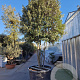 Quercus ilex 300-350 cm cont. 350L paraplu
