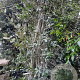 Quercus ilex 500-550 cm container