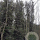 Quercus ilex 600-700 cm cont. 500L