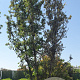 Quercus ilex 600-700 cm container meerstammig