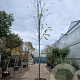 Robinia marg. Casque Rouge 200 cm stam container 16-18 leiboom