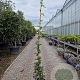 Wisteria brach. 'Okayama' 200-250 cm 10L